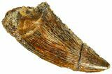 Serrated, Raptor Tooth - Real Dinosaur Tooth #295800-1